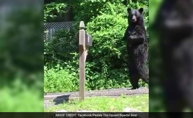 Pedals, A Bear That Walks Upright, Is Back - So Is The Fight To Help Him