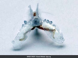 'Cyborg' Robot Built With Sea Slug Muscle, 3D Printed Parts 'Cyborg' Robot Built With Sea Slug Muscle, 3D Printed Parts