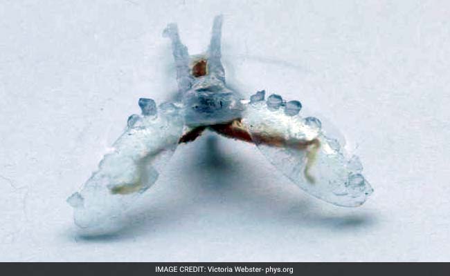 'Cyborg' Robot Built With Sea Slug Muscle, 3D Printed Parts