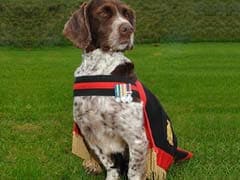 Heroic Royal Army Force Sniffer Dog Honoured For Saving Thousands Of Lives