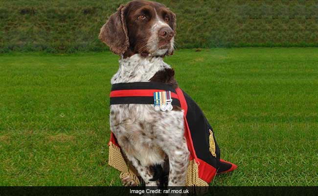 Heroic Royal Army Force Sniffer Dog Honoured For Saving Thousands Of Lives