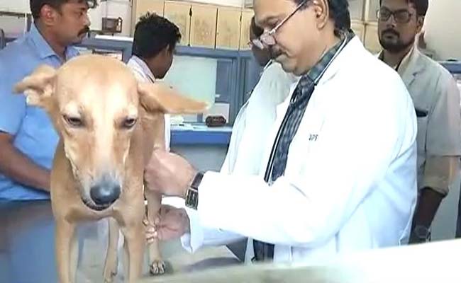 Chennai Dog Safe, Torturers Suspended By Medical College