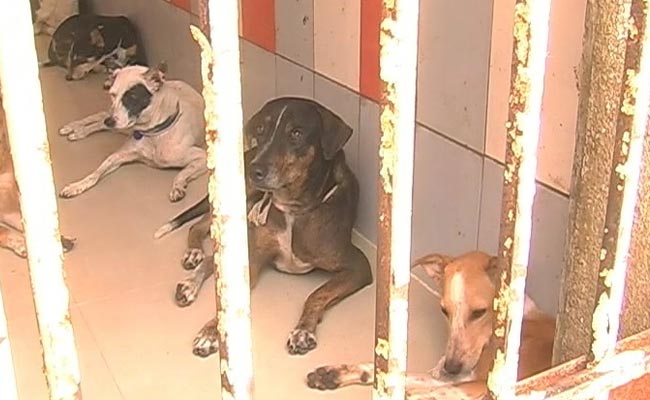 Activists Allege Horrifying Dog Abuse Under Chennai Body's Watch