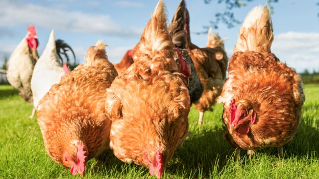 Malaria and Zika: Can a Live Chicken in Your Bedroom Protect You From Both?