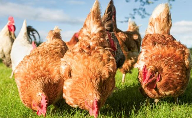 Chicken Odour Prevents Malaria: Research