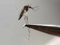 Chikungunya Virus Is Transmitted Across Mosquito Generations