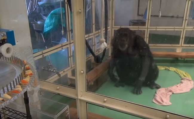 How a Touch Screen Helped a Paralysed Chimp Walk Again