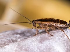 Are You Ready For Cockroach 'Milk' In Your Future Food Supplement?