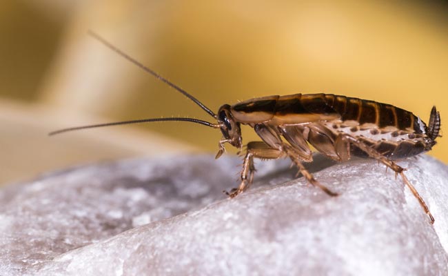 Are You Ready For Cockroach 'Milk' In Your Future Food Supplement?