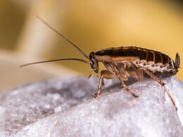 एक्सपर्ट से जानिए घर पर यहां-वहां भटकने वाले कॉकरोच से कैसे मिलेगा छुटकारा, भाग जाएंगे सारे Cockroaches  एक्सपर्ट से जानिए घर पर यहां-वहां भटकने वाले कॉकरोच से कैसे मिलेगा छुटकारा, भाग जाएंगे सारे Cockroaches