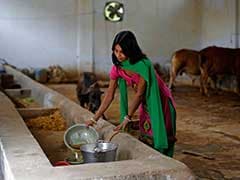 With Modi Government, Cow Urine Turns Into Liquid Gold: Foreign Media