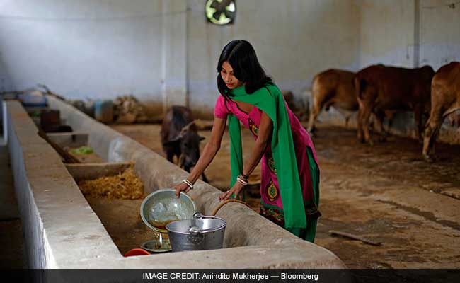 With Modi Government, Cow Urine Turns Into Liquid Gold: Foreign Media