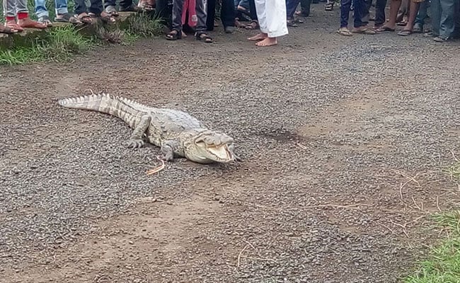 Forest Department Sounds Warning In View Of Frequent Crocodile Attacks In Odisha