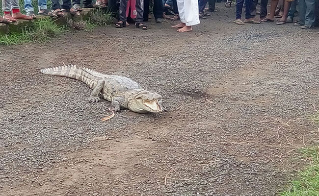 महाराष्ट्र : सतारा में सुबह घूमने गए शख्स पर डैम से निकल कर मगरमच्छ ने किया हमला