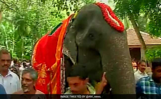 Asia's 'Granny' Jumbo Felicitated: Eyeing Guinness Entry