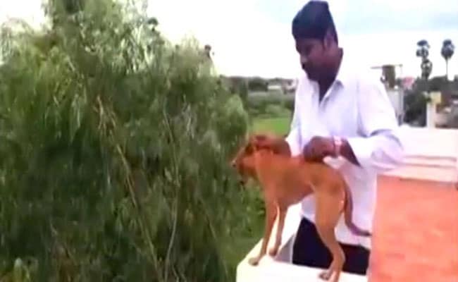 Medical Students Who Threw Dog From Terrace Fined Rs 2 Lakh