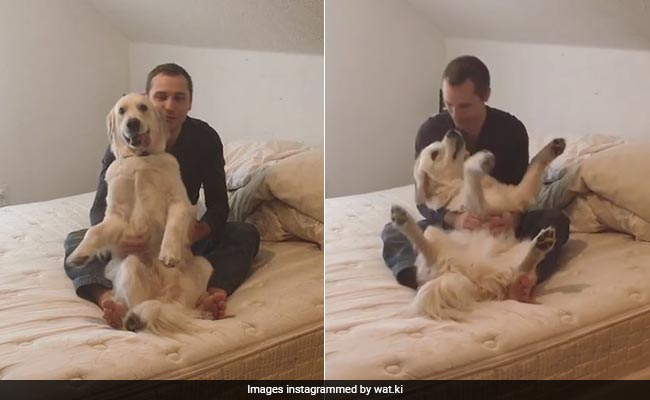 Is This The Most Trusting Dog in the World? He Sure Seems Like The Cutest