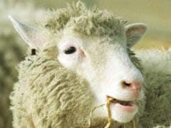 Dolly The Cloned Sheep's 'Twins' Alive And Kicking