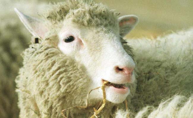 Dolly The Cloned Sheep's 'Twins' Alive And Kicking