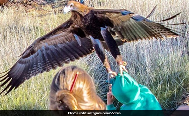 Giant Eagle At Australian Wildlife Show Gets A Little Too Wild, Attacks Boy