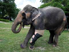 Best Foot Forward: Thai Elephant Gets Her Ninth Prosthetic Leg