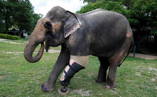 Best Foot Forward: Thai Elephant Gets Her Ninth Prosthetic Leg