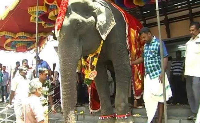 In Kerala, An 86-Year-Old Elephant Caught In The Middle Of Traditions