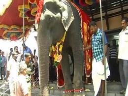 In Kerala, An 86-Year-Old Elephant Caught In The Middle Of Traditions In Kerala, An 86-Year-Old Elephant Caught In The Middle Of Traditions