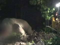 After Search With Drones, Officers Forced To Shoot Dead Elephant
