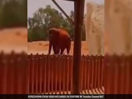 Seven-Year-Old Girl Dies After Elephant Throws Stone In Morocco Zoo Seven-Year-Old Girl Dies After Elephant Throws Stone In Morocco Zoo