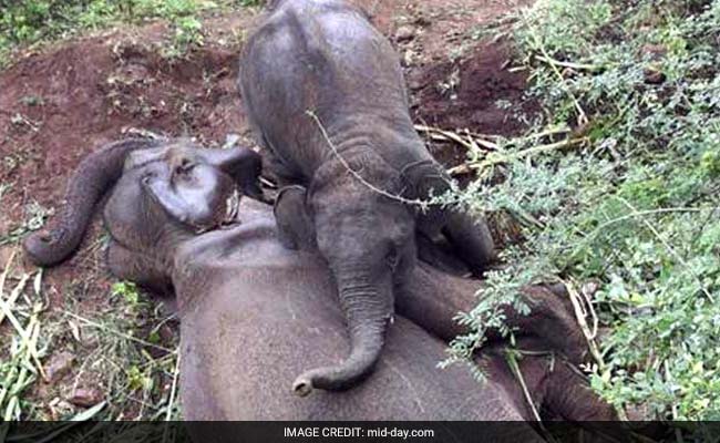 Heart-Breaking Video: Baby Elephant Tries To Wake Up Dead Mom