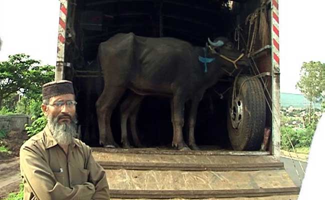 एक्सक्लूसिव : पढ़ें कैसे हिंसक गौरक्षक और पुलिस मिलकर काम करते हैं...