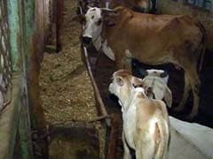 How A Cattle Shelter Profits From <i>Gau-Rakshak</i> Violence