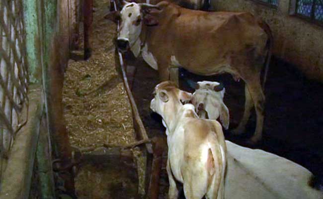 How A Cattle Shelter Profits From <i>Gau-Rakshak</i> Violence