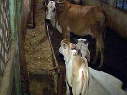 भोपाल: माखनलाल चतुर्वेदी पत्रकारिता विश्वविद्यालय में बनेगी गौशाला, उगाई जाएंगी सब्जी भोपाल: माखनलाल चतुर्वेदी पत्रकारिता विश्वविद्यालय में बनेगी गौशाला, उगाई जाएंगी सब्जी