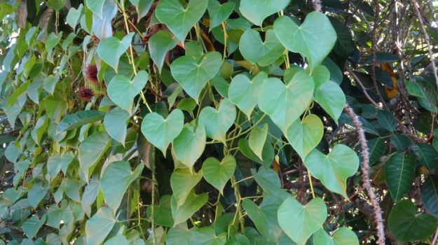 Health Benefits Of Giloy: स्वास्थ्य समस्याओं का रामबाण इलाज है गिलोय, जानें 5 हैरान करने वाले लाभ!