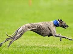 Australian State Bans Greyhound Racing After Scandals