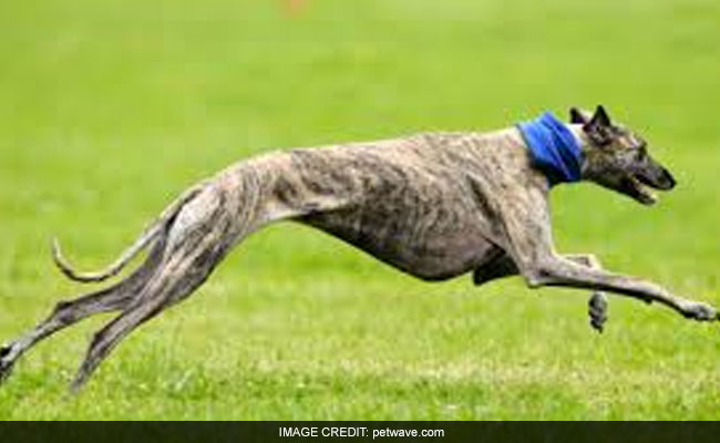 Australian State Bans Greyhound Racing After Scandals
