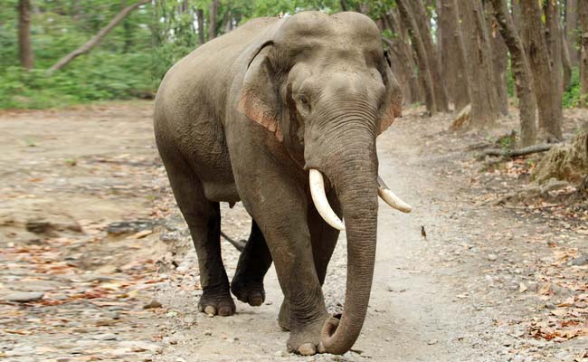 15-Year-Old Elephant Killed In Train Accident In Tamil Nadu