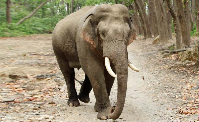 Stranded Indian Elephant Rescued By Bangladesh Forest Officials