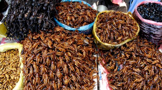 A Mouth Full of Crickets? Lobbyists Speak Up for Edible Insects