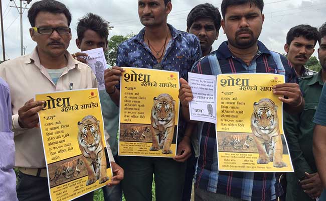 CBI Should Hunt For Missing Tiger Jai, Says Maharashtra