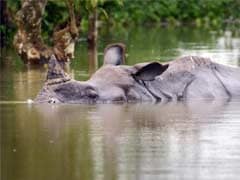 6 Baby Rhinos Saved From Flooded Kaziranga National Park