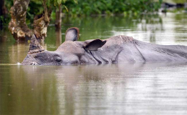 23 Rare Rhinos Die At Kaziranga National Park, Two Poached On Wednesday