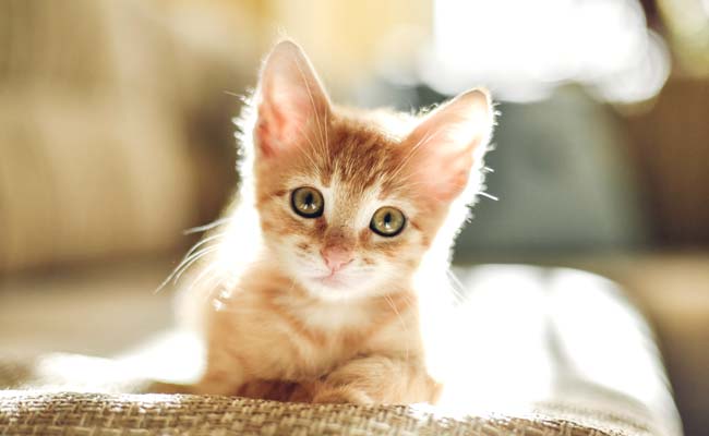 Kitten In UK Gets Stuck In A Washing Machine But Survives