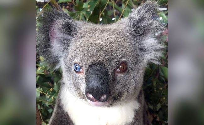 Here's Why Bowie The Koala Is Being Talked About