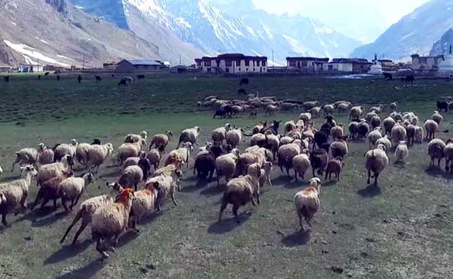 लद्दाख की यात्रा करने वाले विदेशी पर्यटकों के लिए केंद्र सरकार ने नियमों में ढील दी