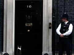 Mice Watch Out: Larry The Cat To Stay At 10 Downing Street