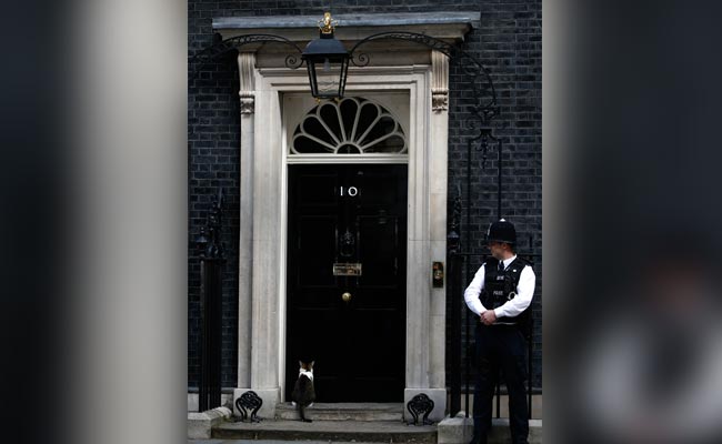 Mice Watch Out: Larry The Cat To Stay At 10 Downing Street