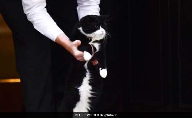 Boris Johnson's Cat Makes Power Grab Bid, Sneaks Into UK PM's House